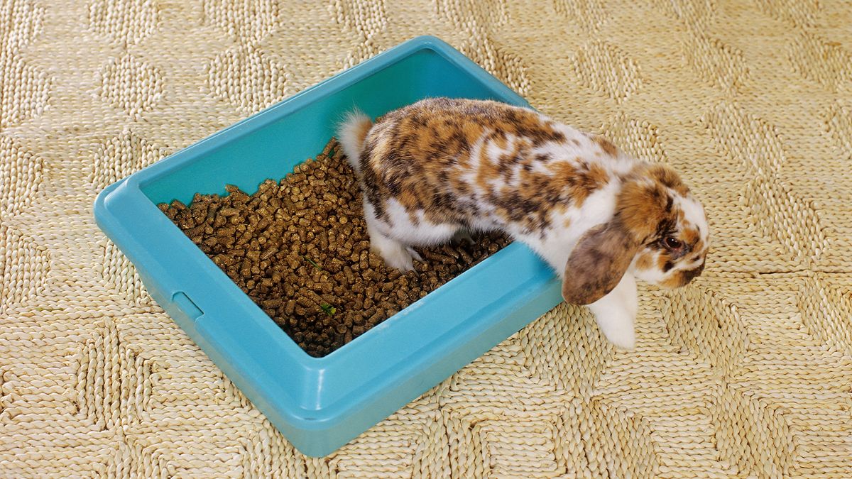 Rabbit jumping out of an example of one of the best rabbit litter boxes