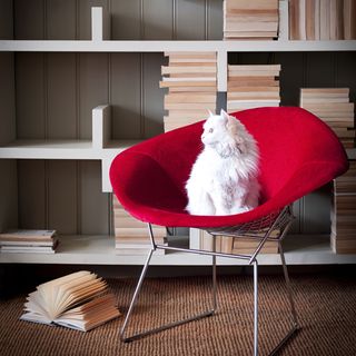 room with white cat on red chair