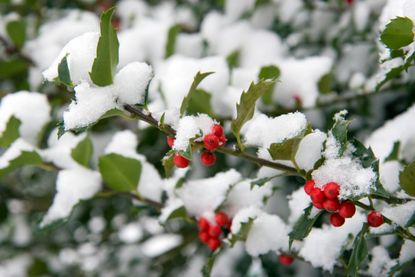Holly Shrub Covered In Snow