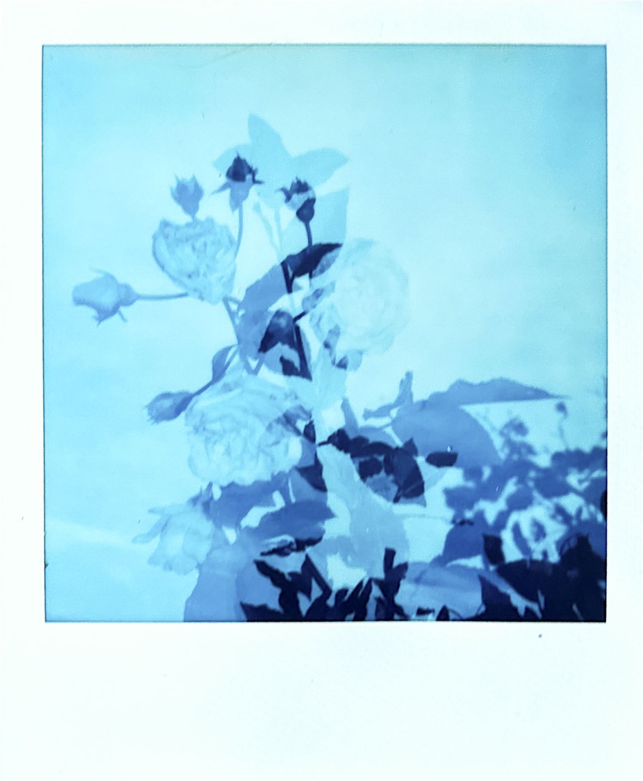 A scanned in print of Polaroid Reclaimed Blue 600 Film