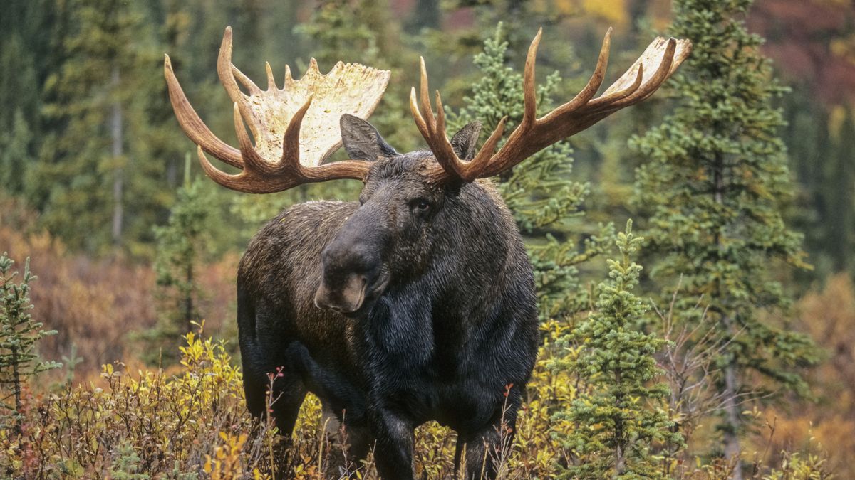 A moose