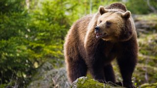 Brown bear in woodland