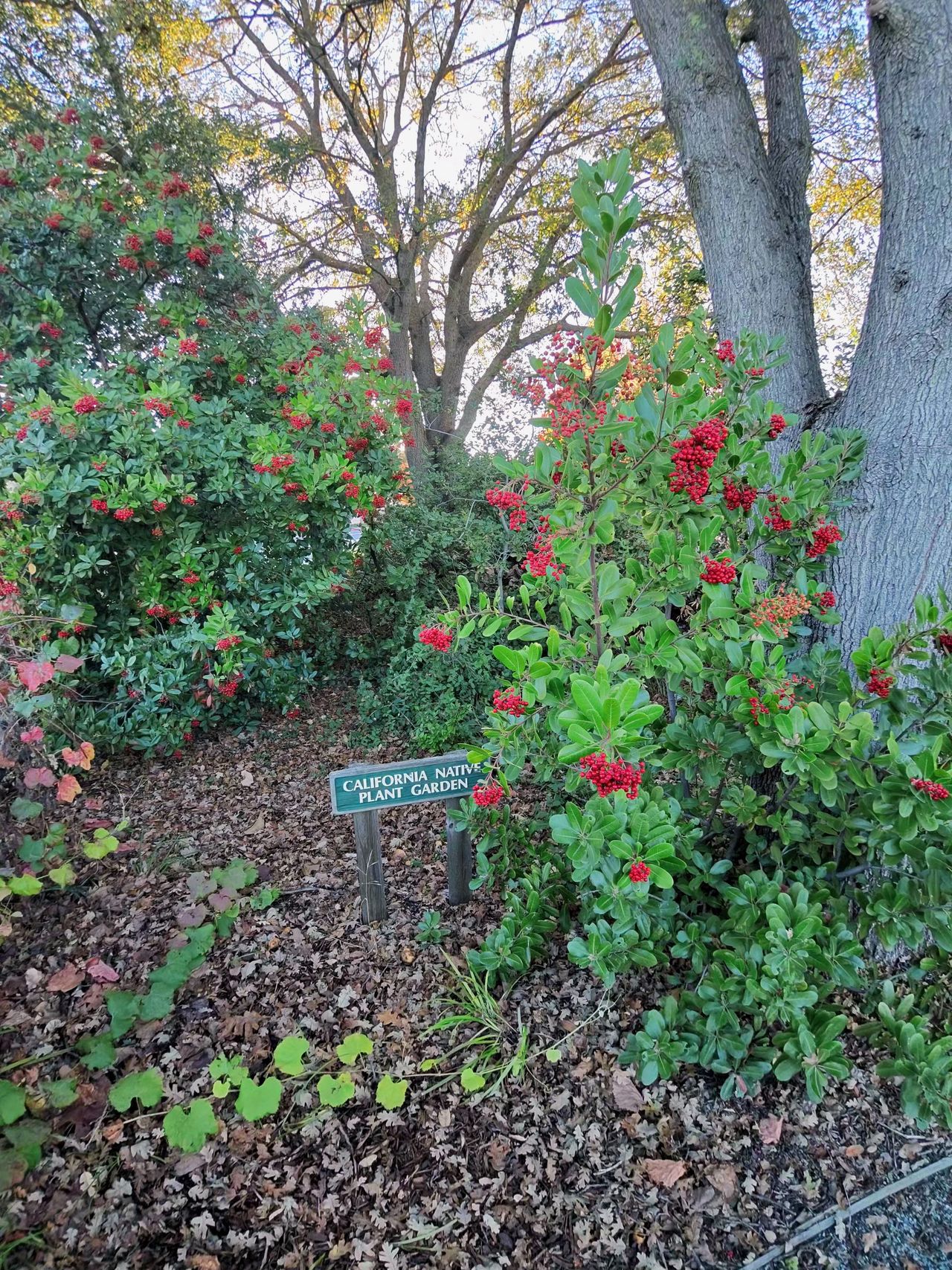 A photo taken with the Oakley Meta Vanguard smart glasses, showing a plant garden.