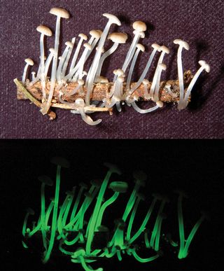 This luminescent fungi was collected in São Paulo, Brazil. San Francisco State University biology professor Dennis Desjardin and his colleagues who made the discovery, named the new species <em>Mycena luxaeterna</em> (eternal light) after a movement in Mo