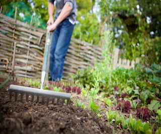 Before planting, rake the soil to break it up