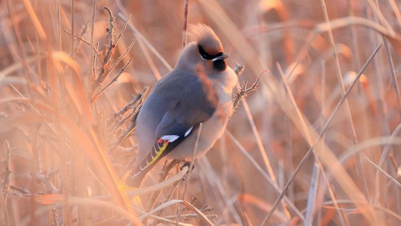 Featured image of post Best Beginner Camera For Wildlife Photography : Do you enjoy photographing wildlife, birds, and animals?