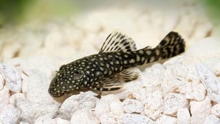 Bristlenose Plecostomus