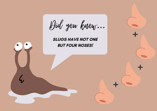 an annotated slug fact graphic for kids