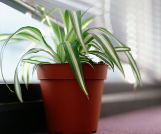 Small spider plant near window