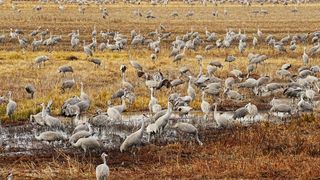 Birds in field in Alabama