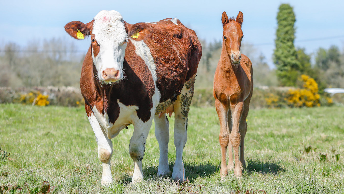 Cow foster mother orphaned foal