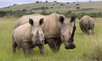 "We are almost losing a rhino a day," says an anti-poaching activist: Rhinos are reportedly being tapped international crime syndicates for their horns.