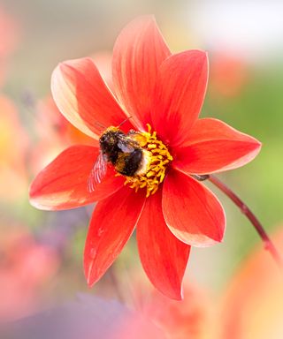 bee on a dahlia flower