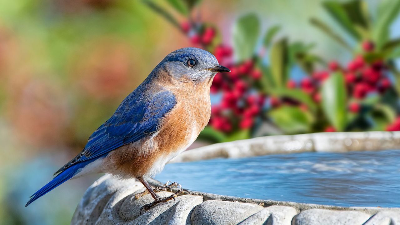 eastern bluebird sitting on bird bath near holly