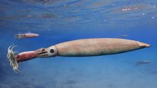 This illustration shows a larger vampyromorph seizing a smaller one during the early Jurassic period.