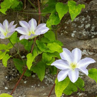 Blue-white clematis flowers growing on concrete wall