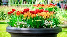 Colorful tulips, dwarf daffodils and Muscari growing in a pot