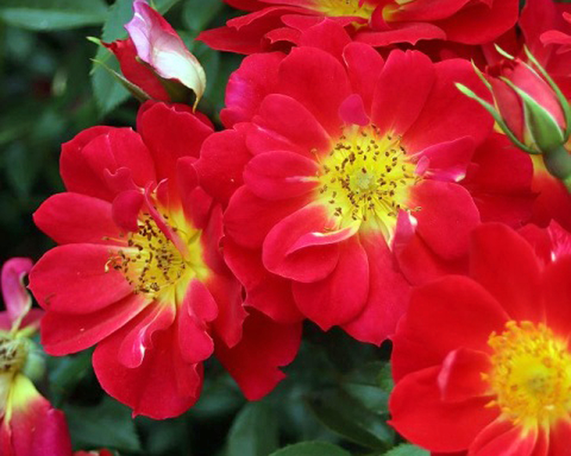 Bees Paradise Red roses