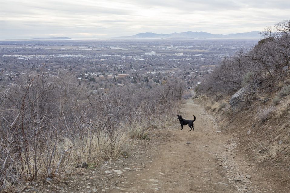 We spent about two hours on hiking trails testing pet trackers like the SafePet4Me for durability and accuracy. We also tested the tracker in the city.