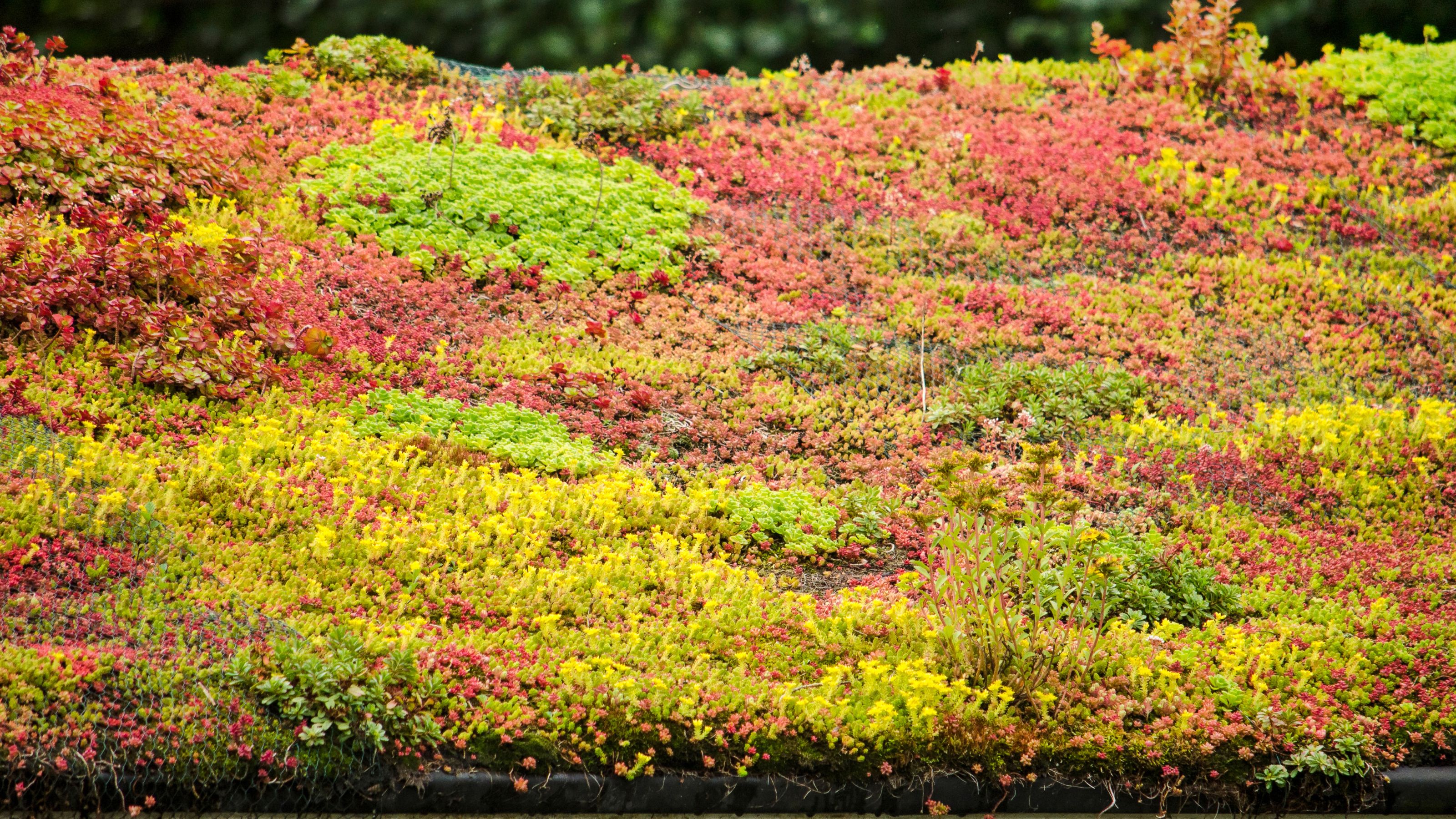 vegetation on a green roof