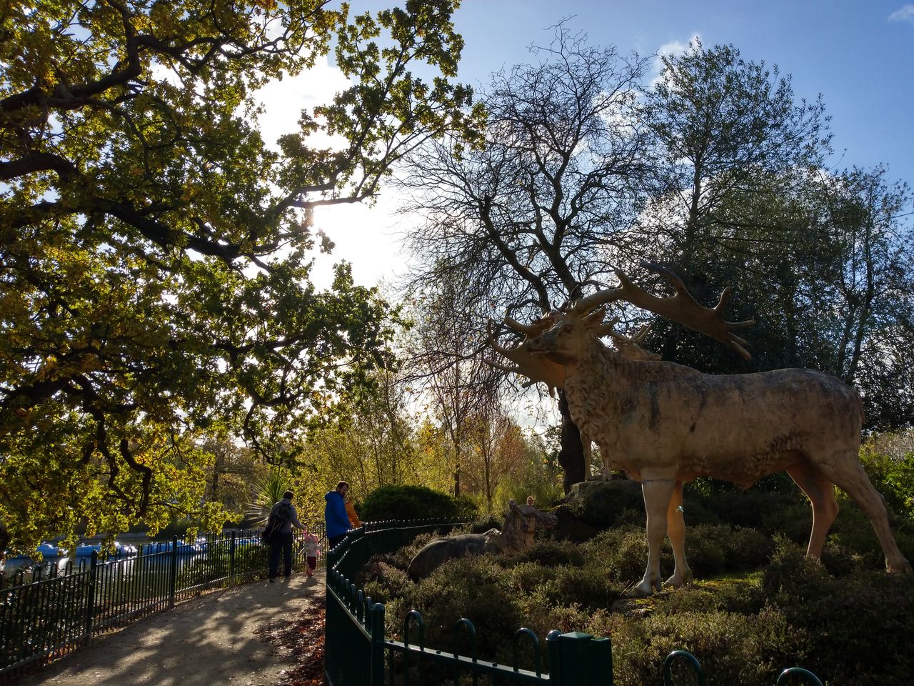 This is another tricky lighting shot, as the sun is behind the trees in the image