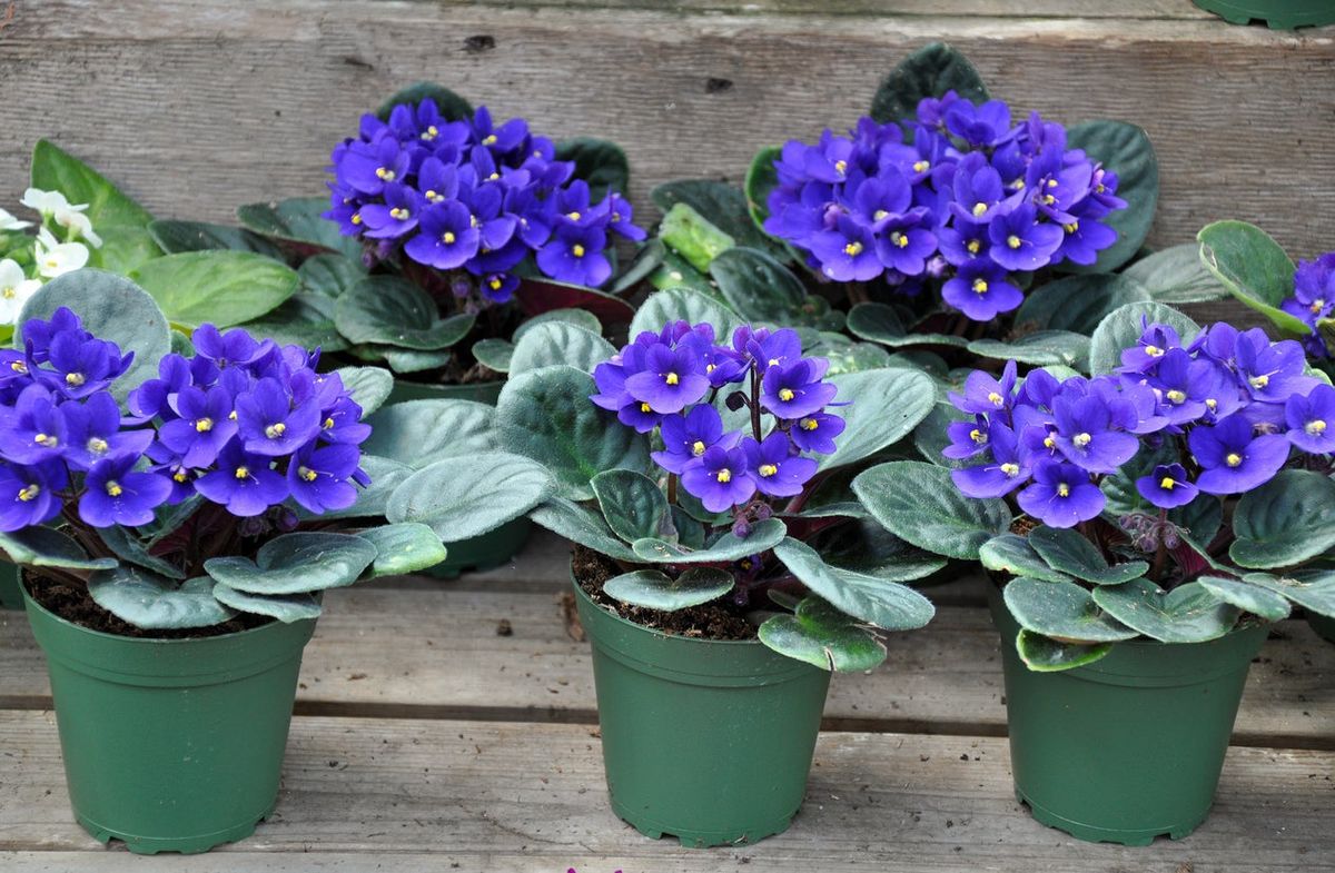 types of african violets