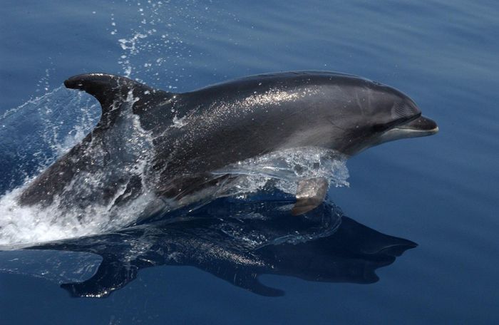 A bottlenose dolphin, dolphin stranding