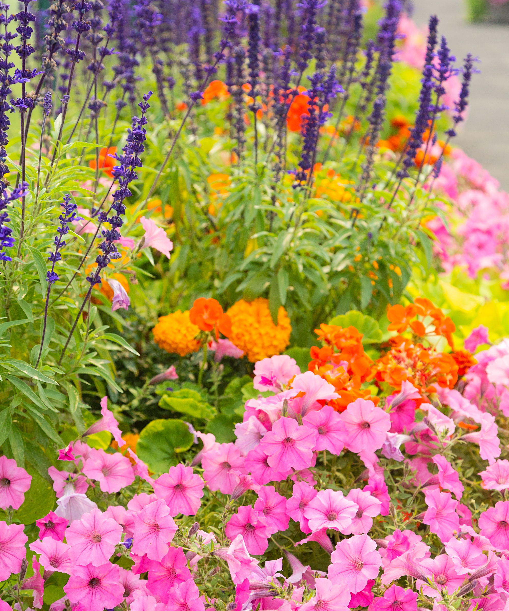 beautiful flower border packed with pink petunia, purple salvia and orange marigold
