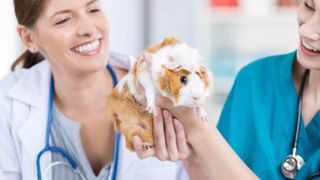 Guinea pig at the vets