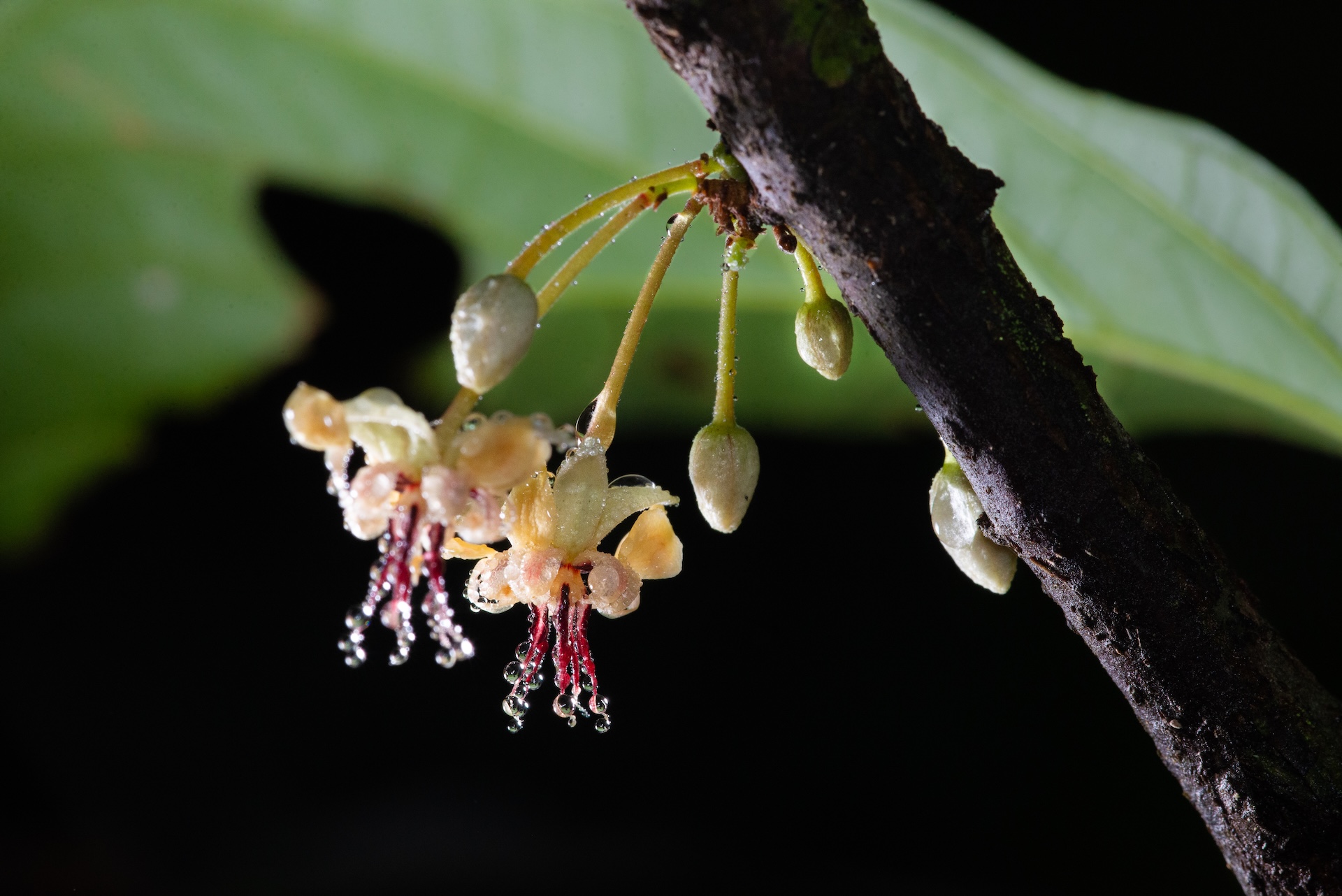 a close-up of a cacao flower