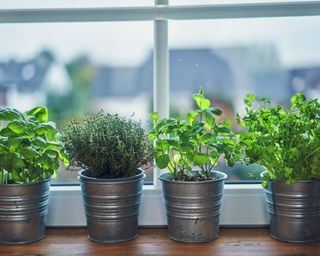 what to plant in January herb garden on windowsill