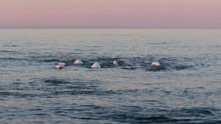 A group of beluga whales near the ocean surface.