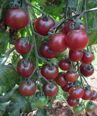 Rosella cherry tomatoes ripening on the vine and ready for harvest