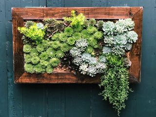 succulents in picture frame