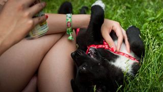 Puppy lying on grass with owner