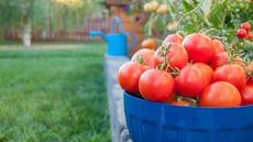 A pot of homegrown tomatoes harvested in a vegetable garden with a watering can in the rear