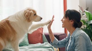 Female owner high-fiving dog