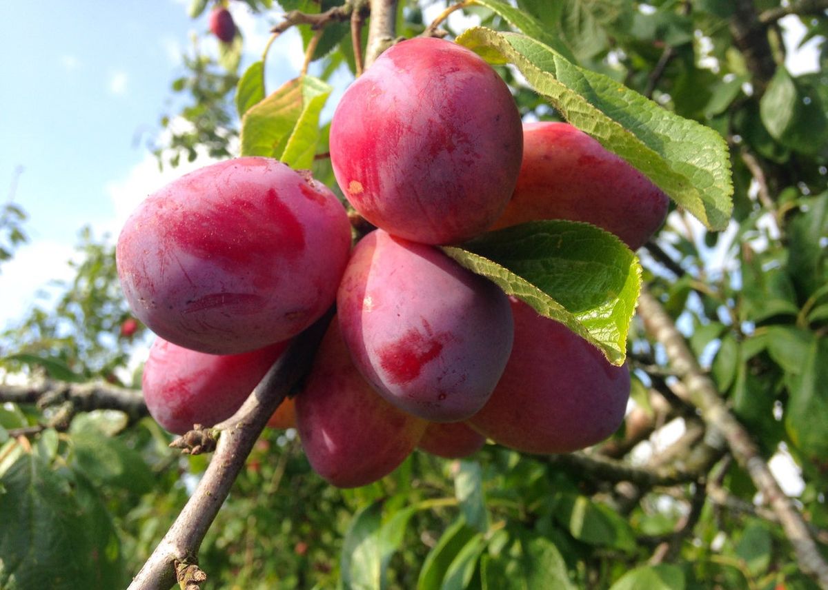 Victoria Plum Tree Info How To Grow Victoria Plums In The Landscape
