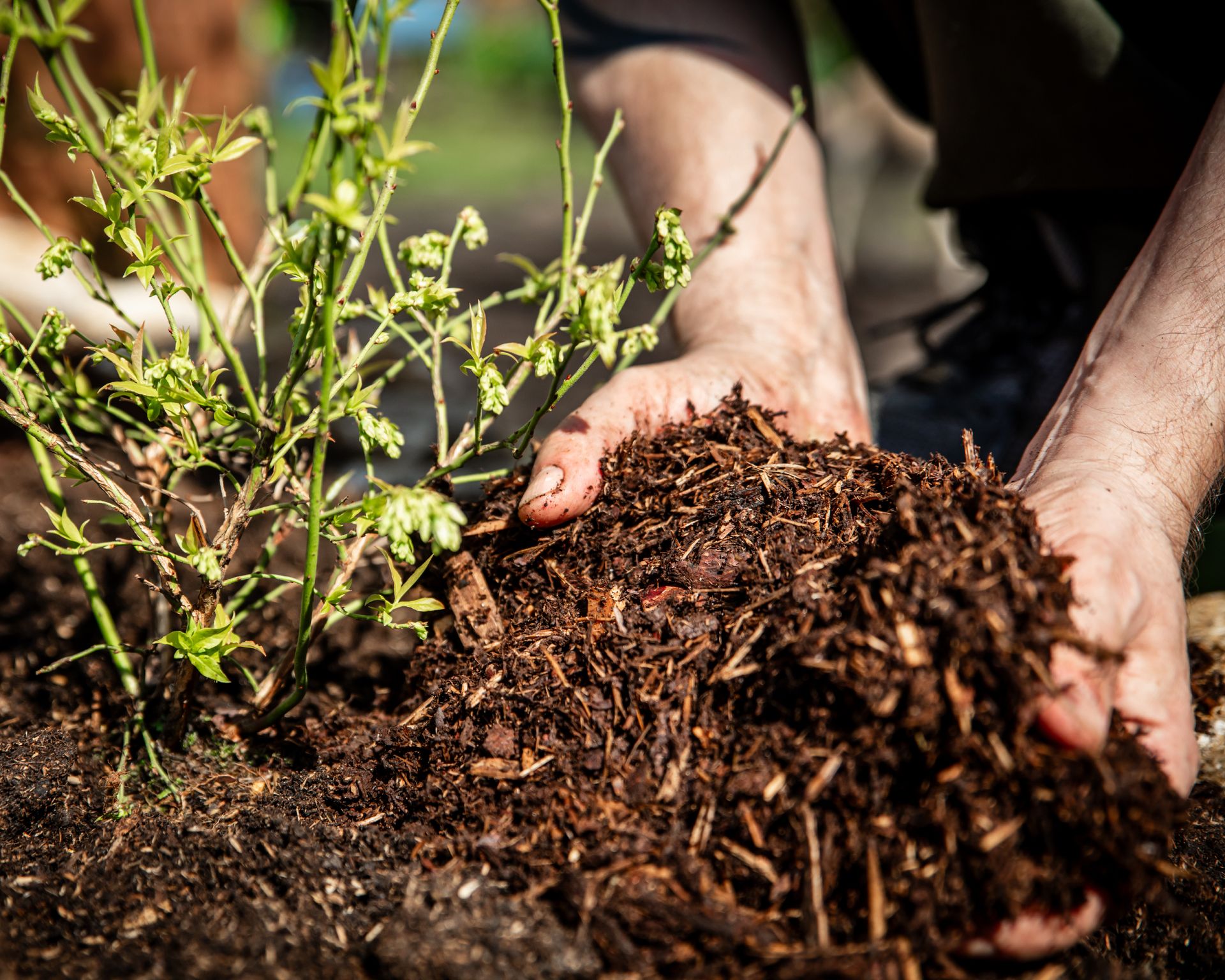 Mulching around plants