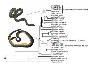 The newly proposed sea snake family tree.