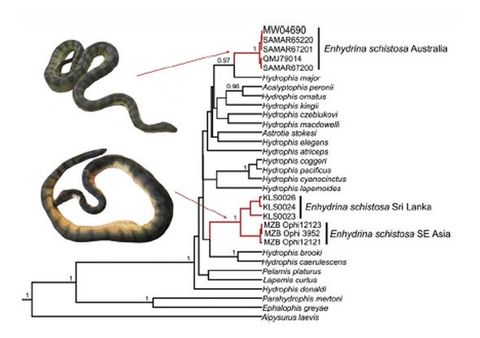 Deadliest Sea Snake Is Actually Two Snakes | Weird Evolution | Live Science