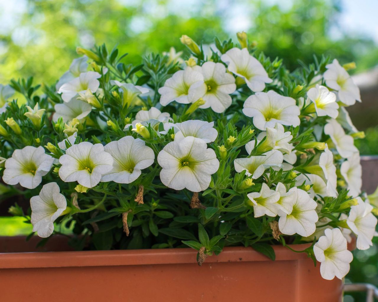 White million bells calibrachoa