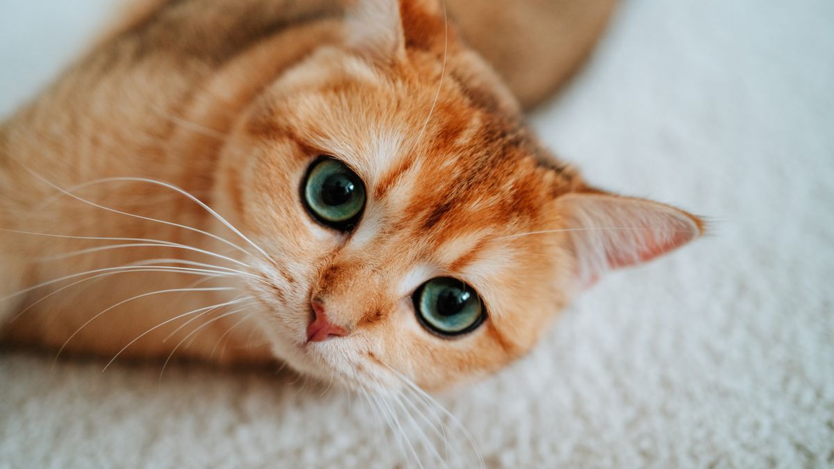 Comment retirer le pipi de chat d'un tapis en trois étapes faciles