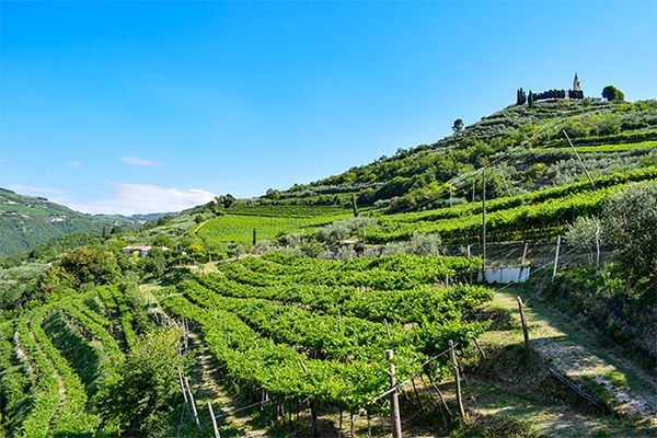 The-terrain-and-vineyards-of-Valpolicella.-Credit-Consorzio-Tutela-Vini-Valpolicella.jpg