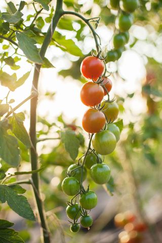 cherry tomatoes growing on vine
