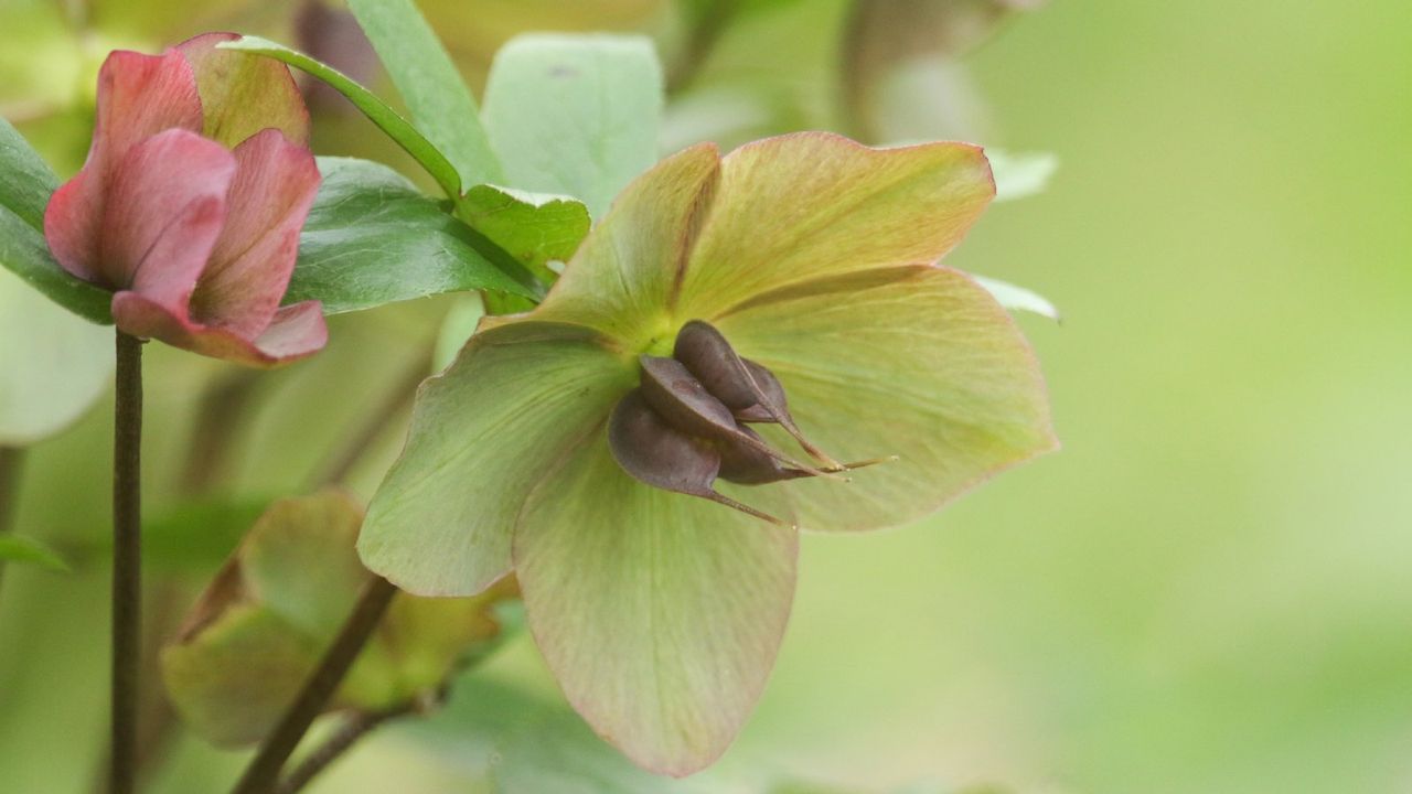 christmas rose hellebore flower