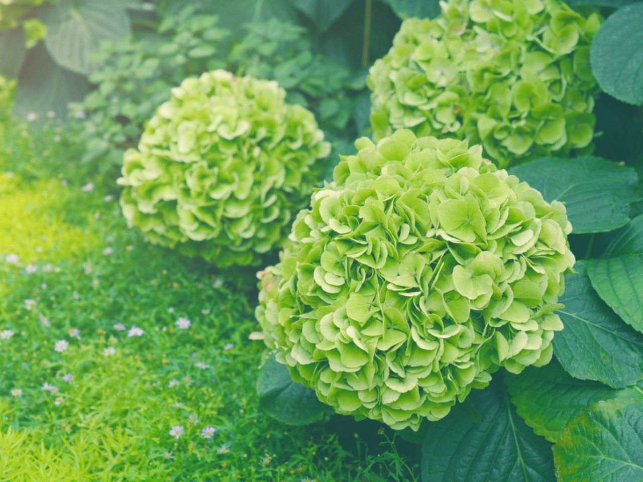 Green Hydrangeas