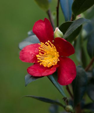 Camellia Sasanqua 'yuletide'