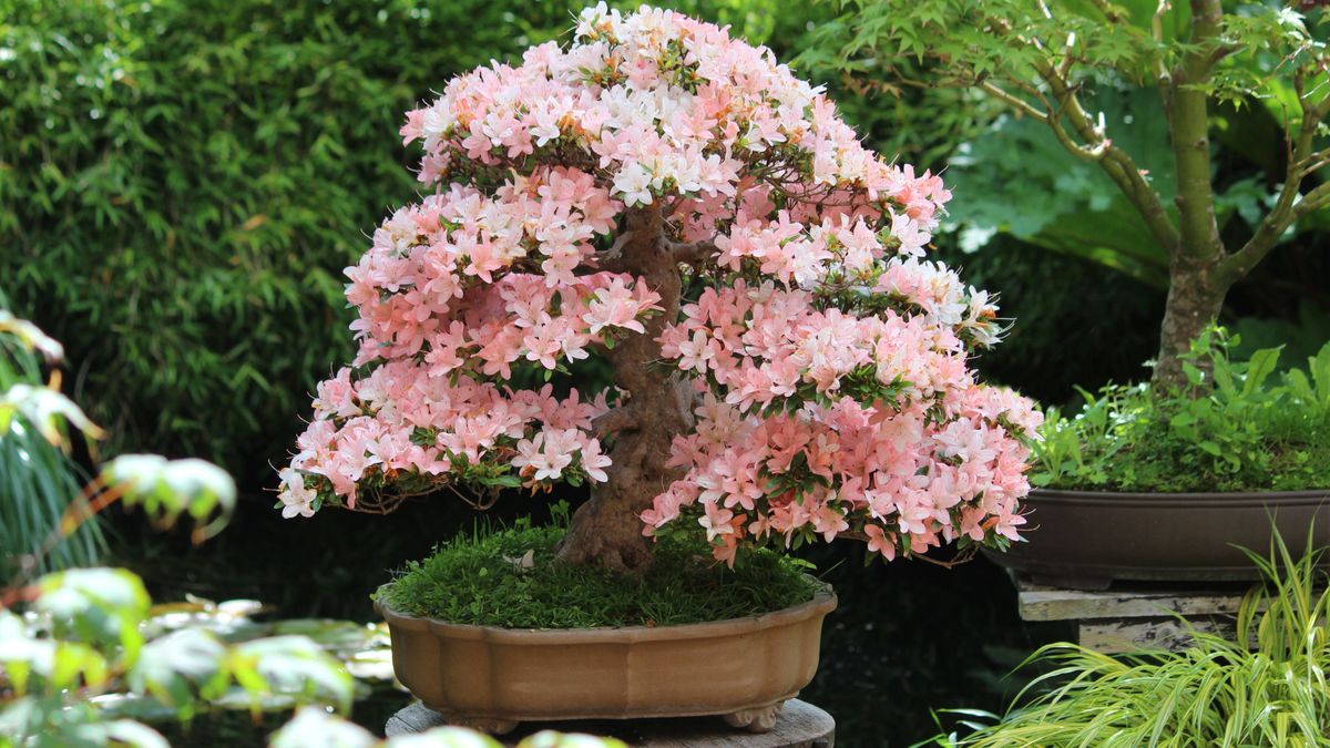 5 Stunning Flowering Bonsai Trees That Even Beginners Can Grow
