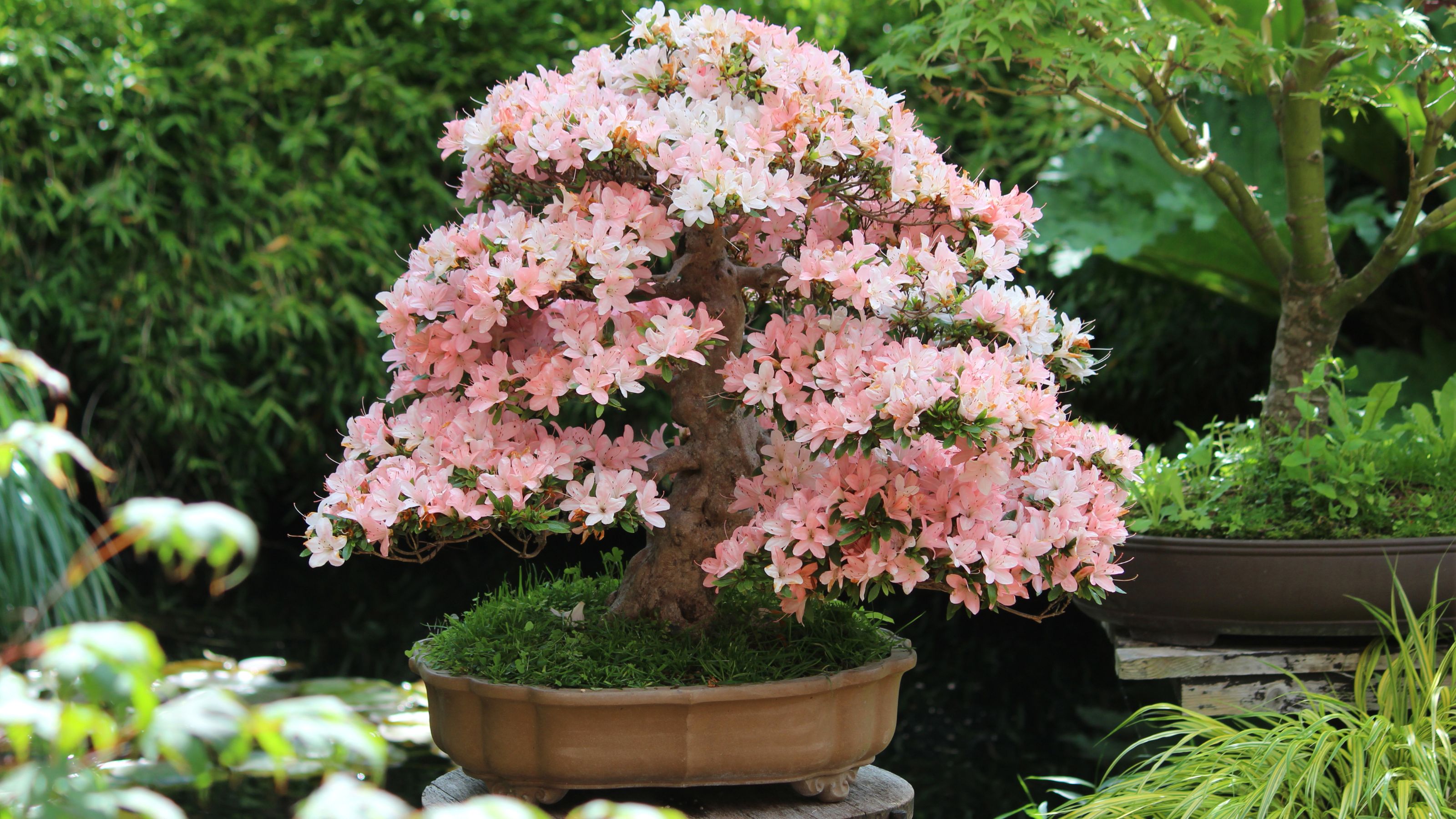Image of a Satsuki Azalea Bonsai Tree, Variety 'Nikko' in oriental garden with koi carp pond
